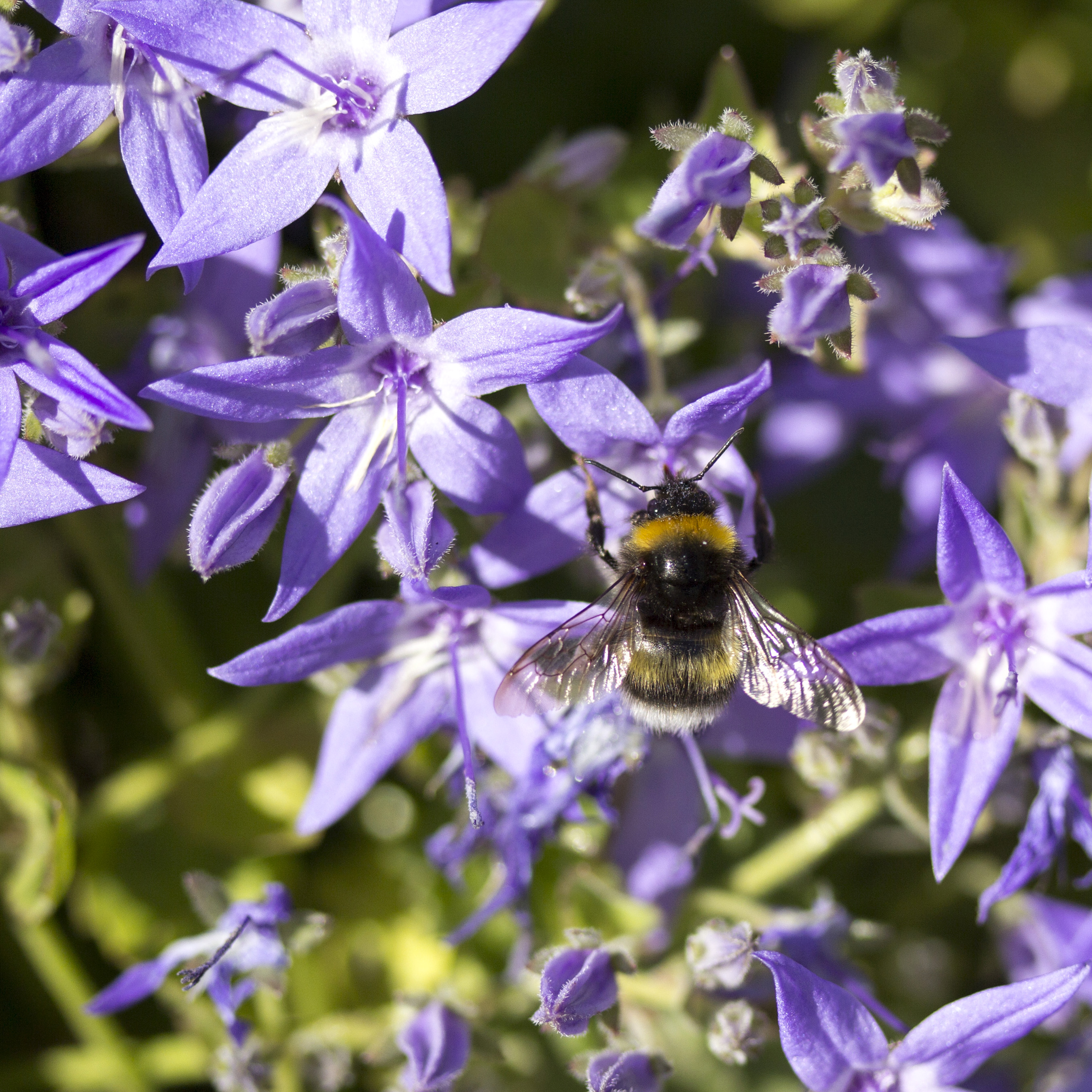 Bumblebee