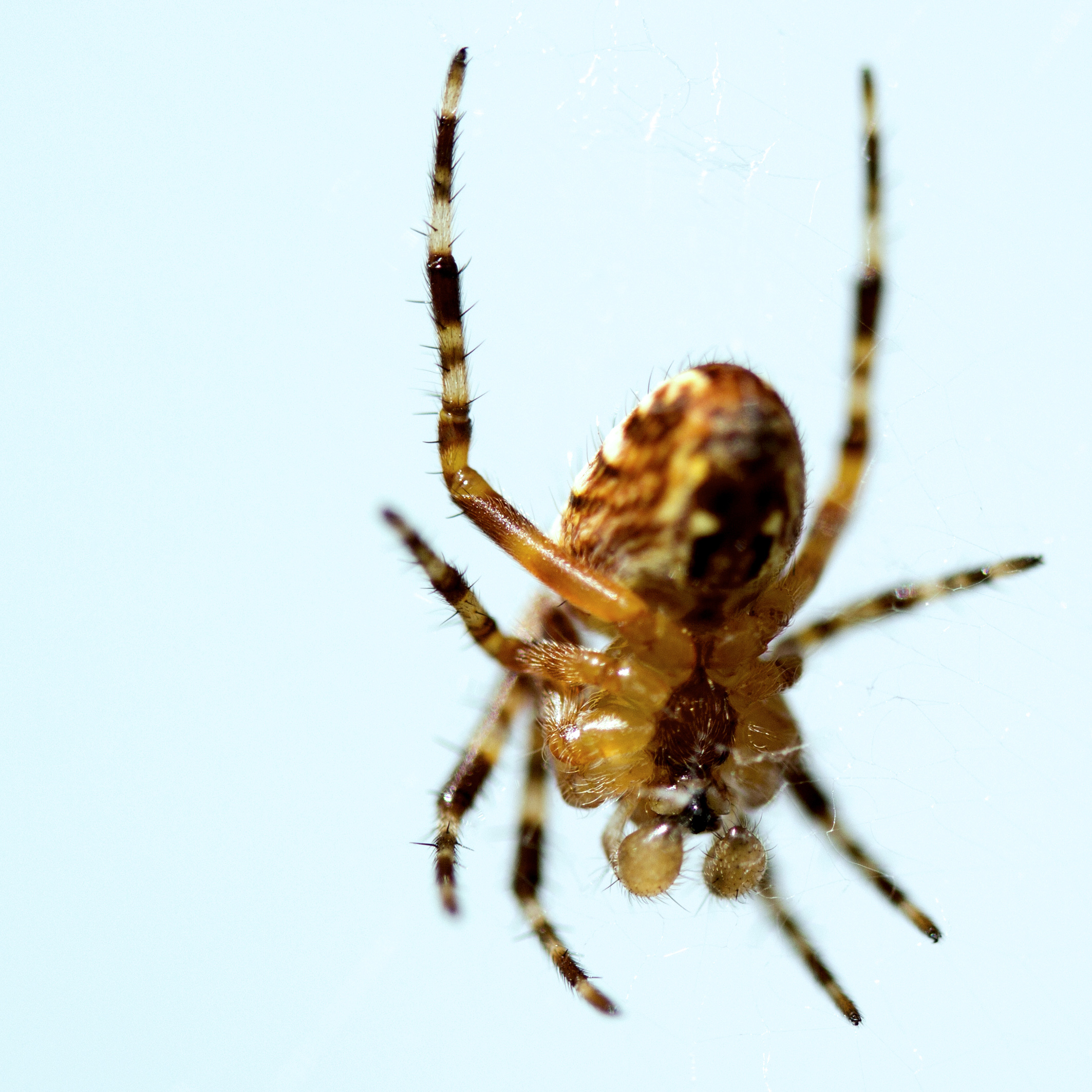 Small spider