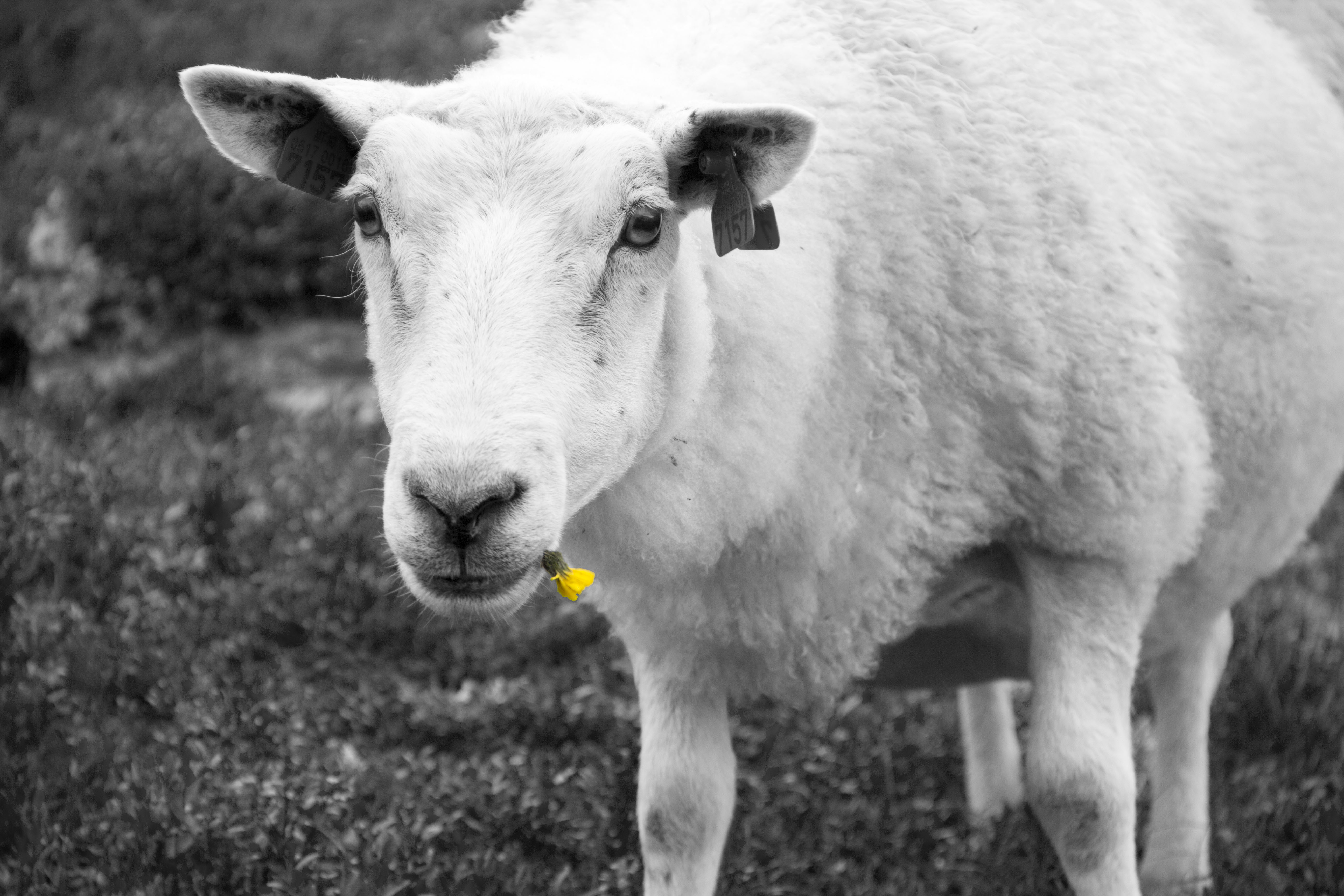 Sheep