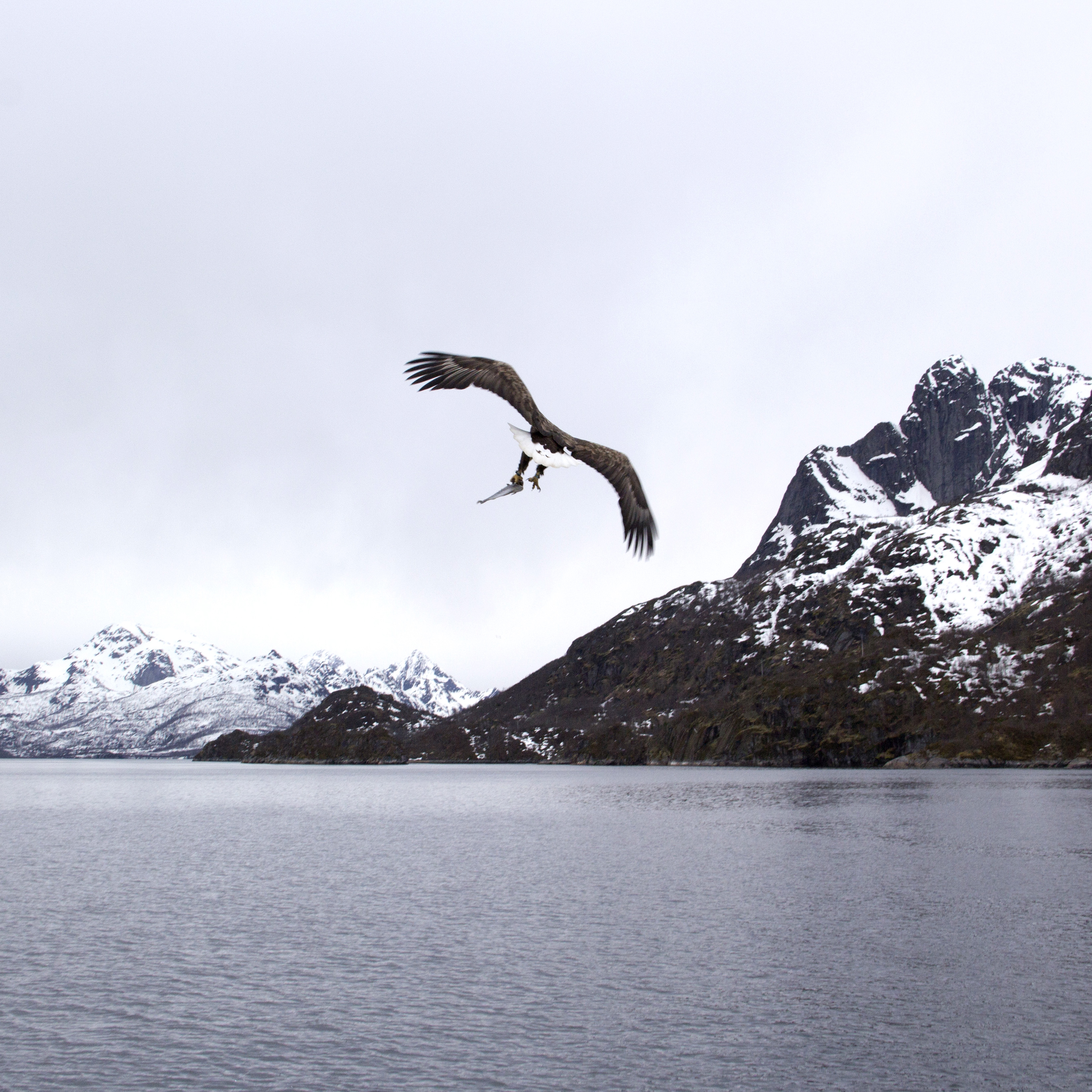 Sea eagle II