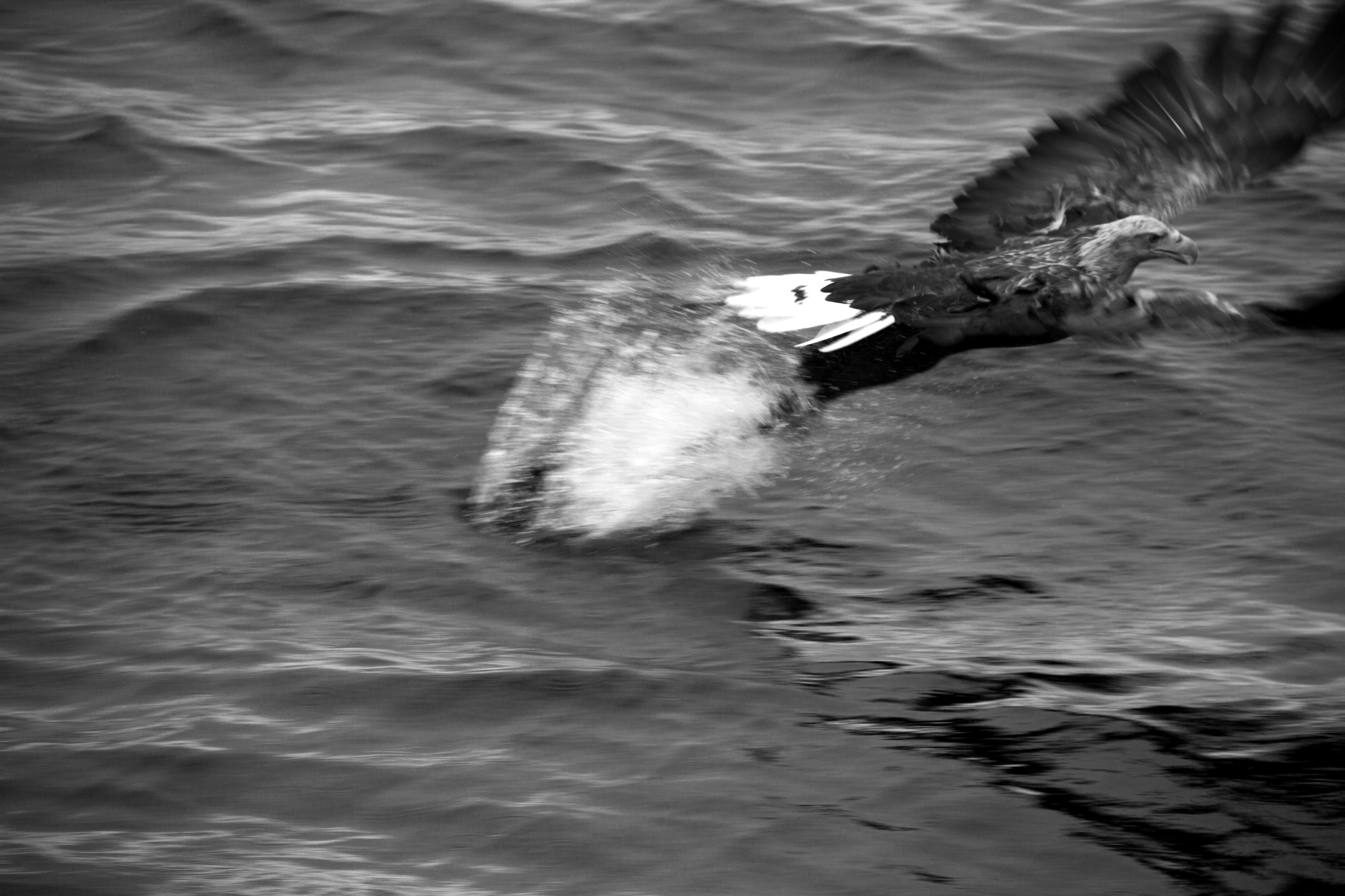 Sea eagle III