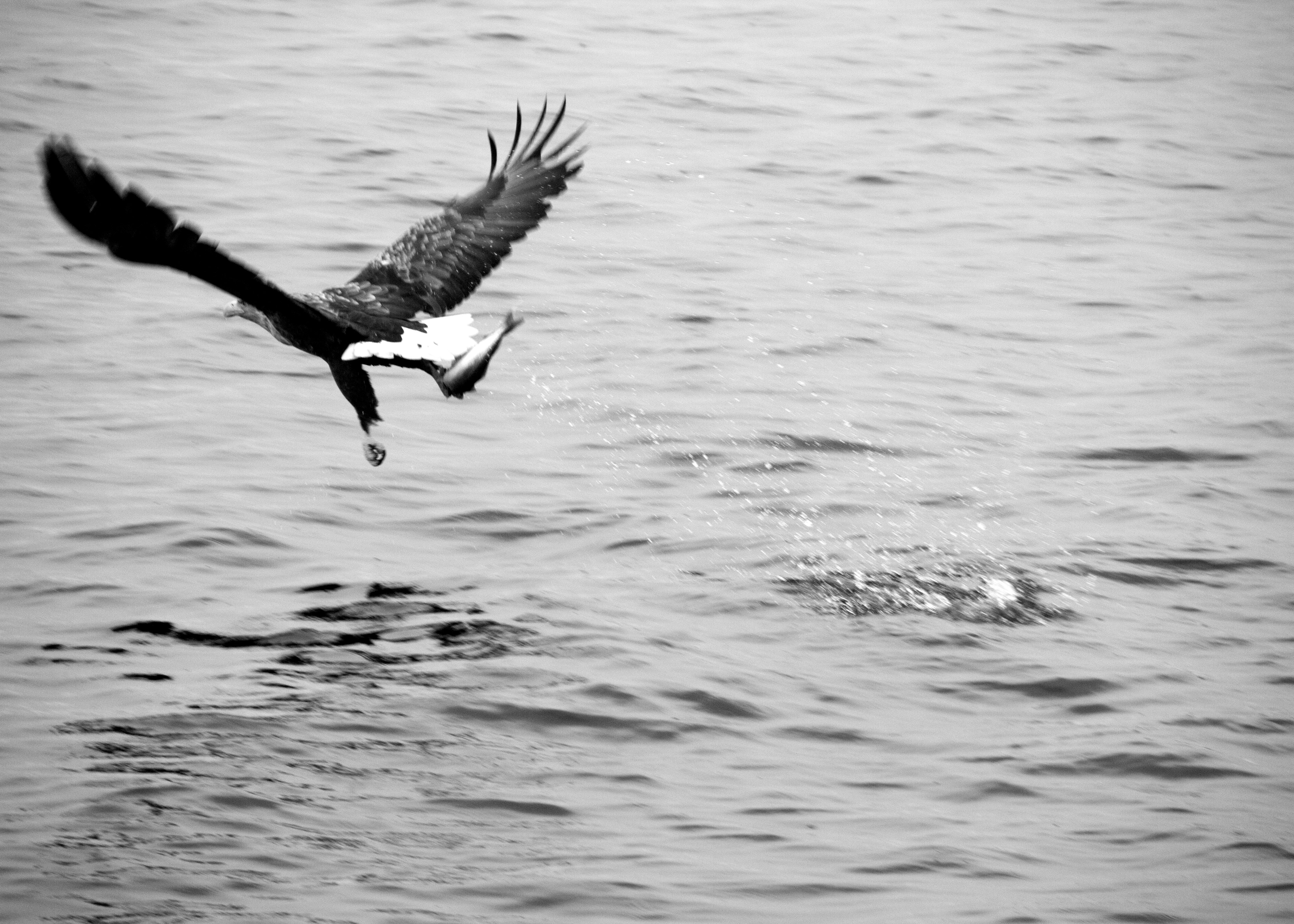 Sea eagle IV