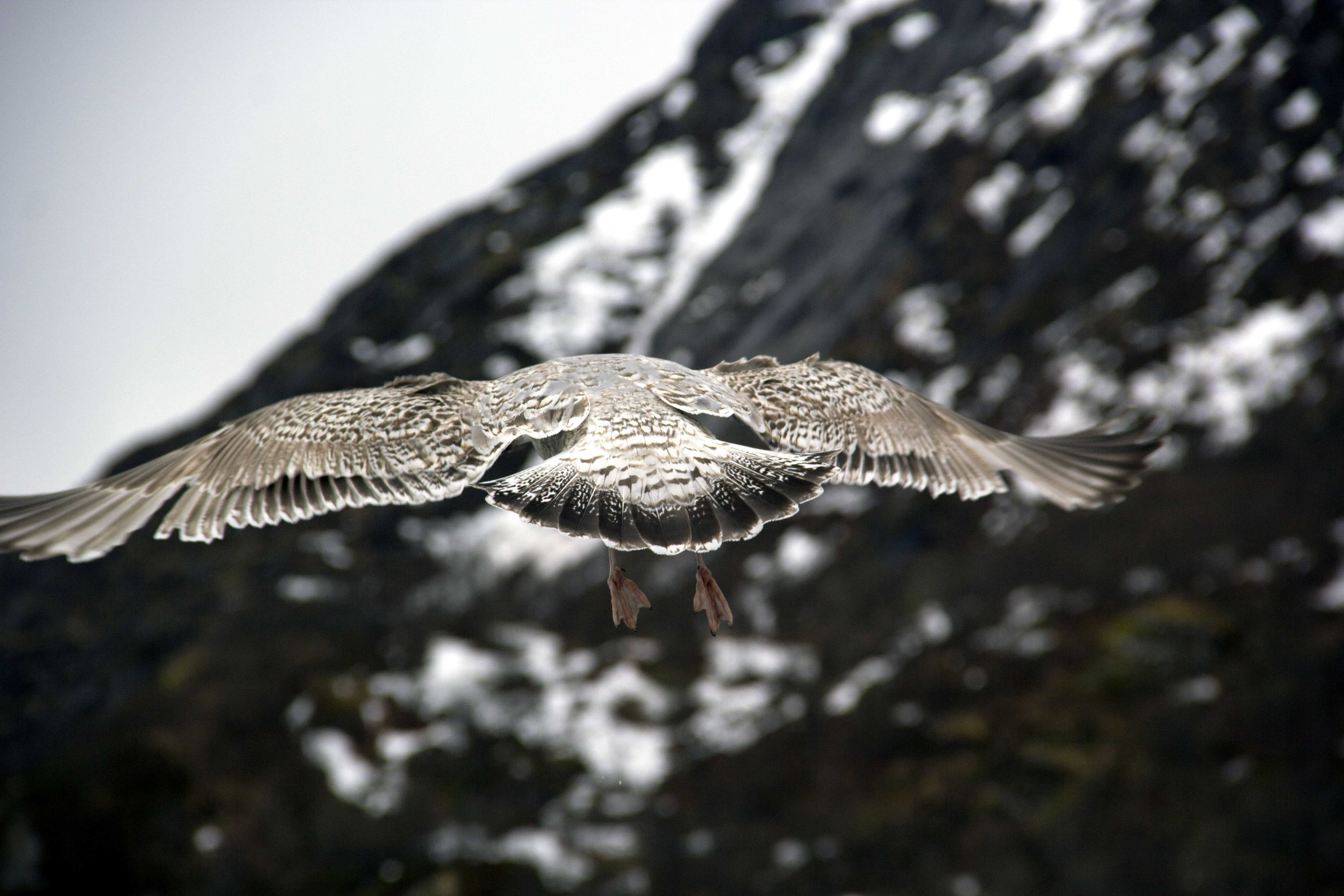 Seagull