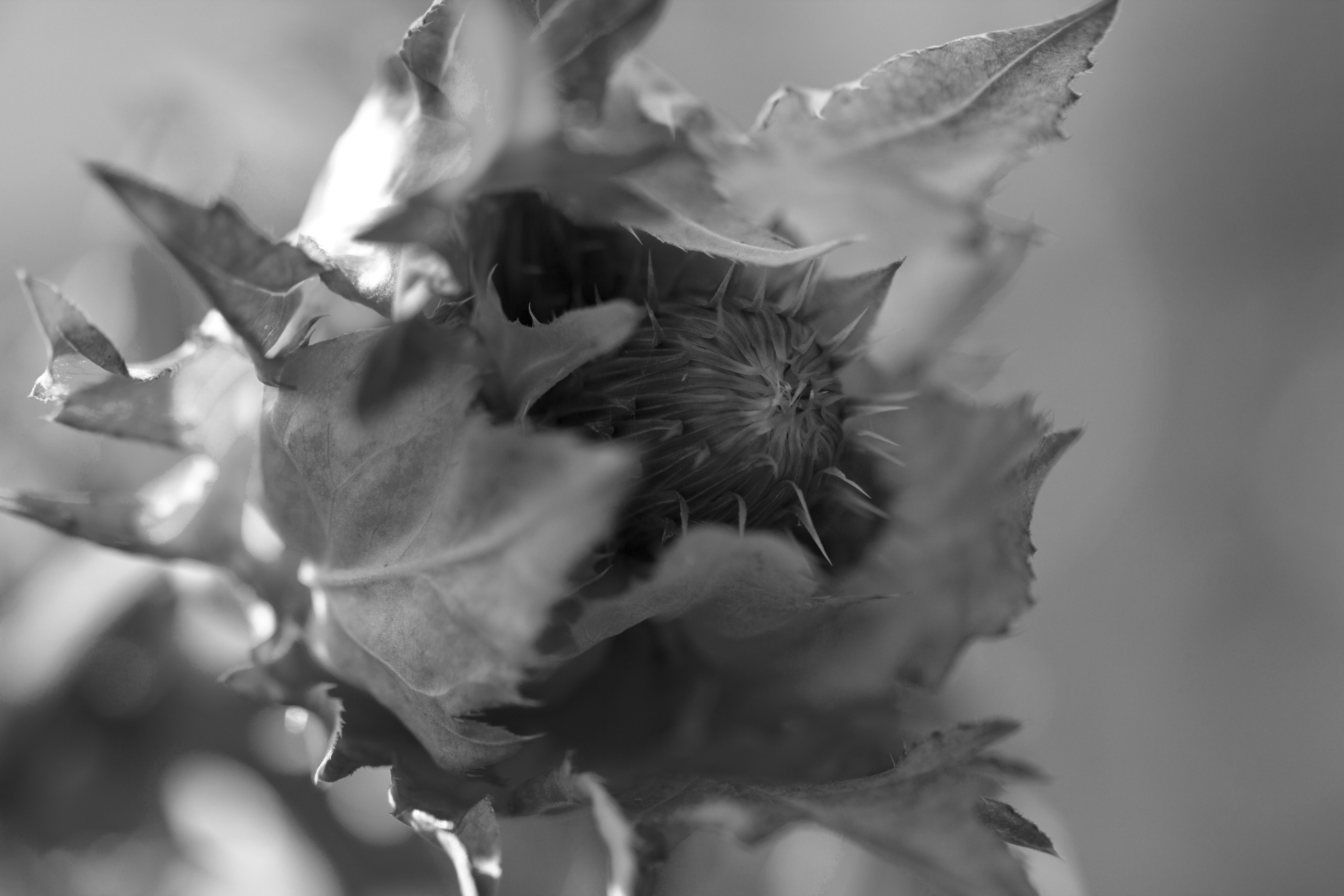 Close up in Oslo III