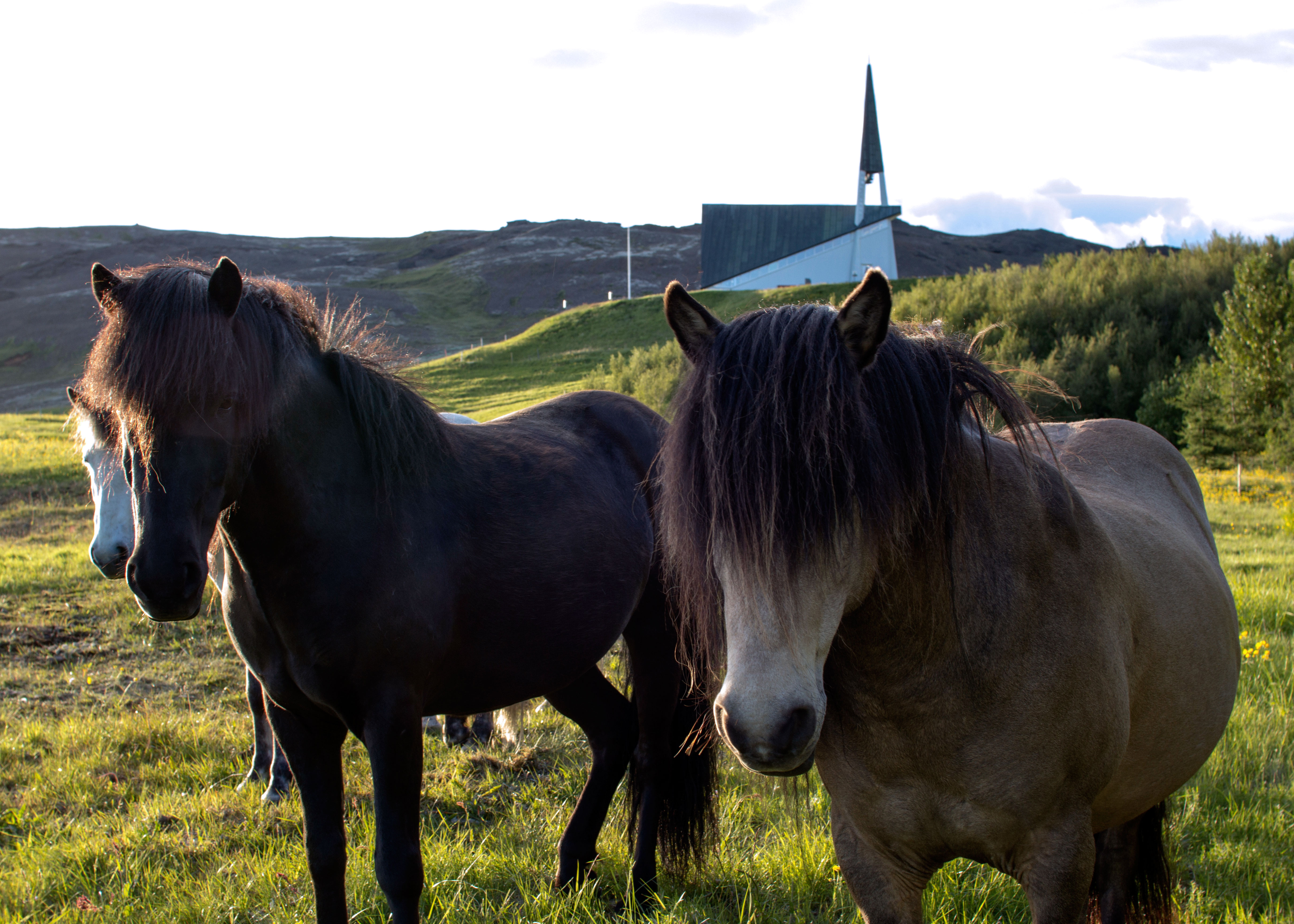 Iceland – Horses