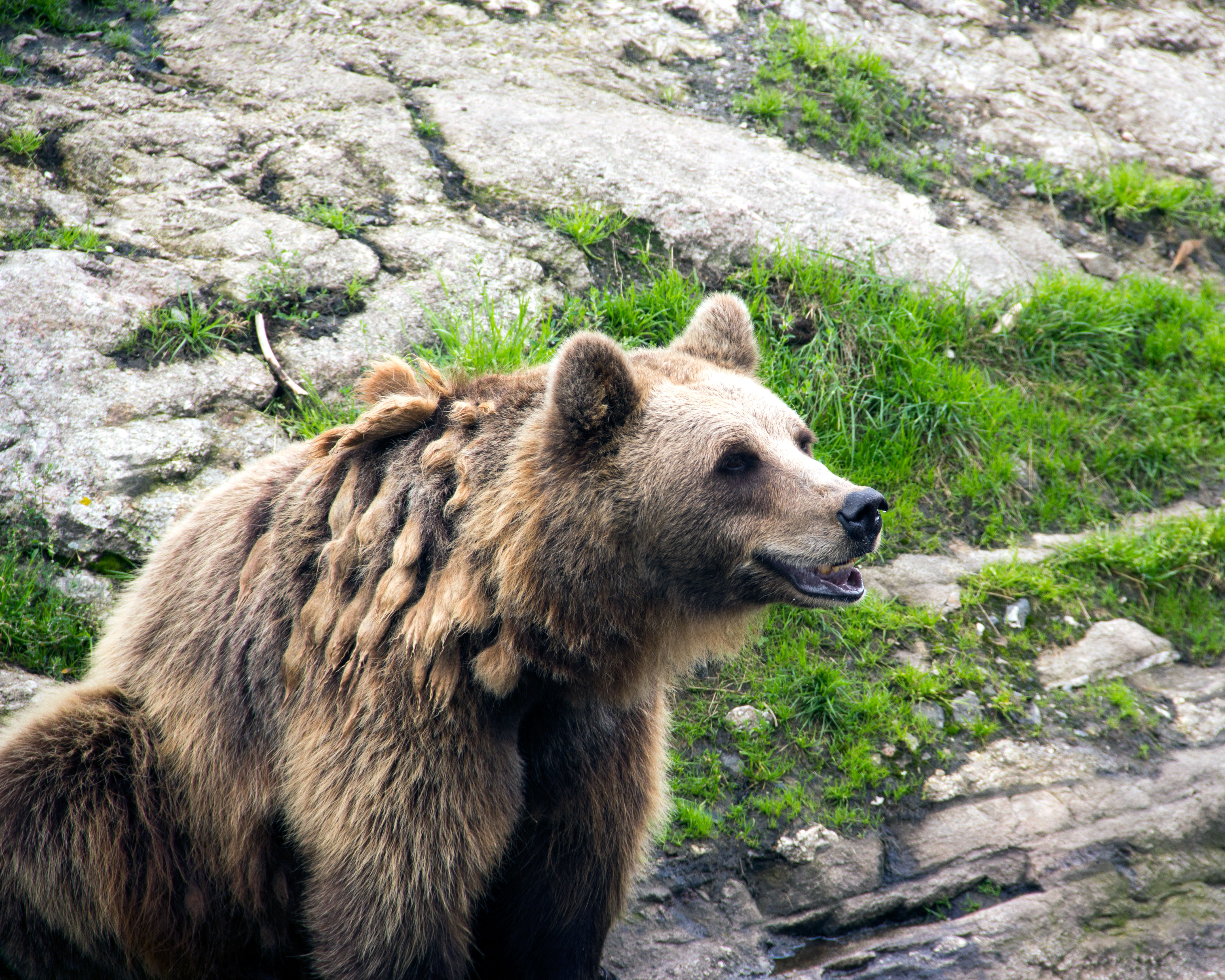 Brown Bear