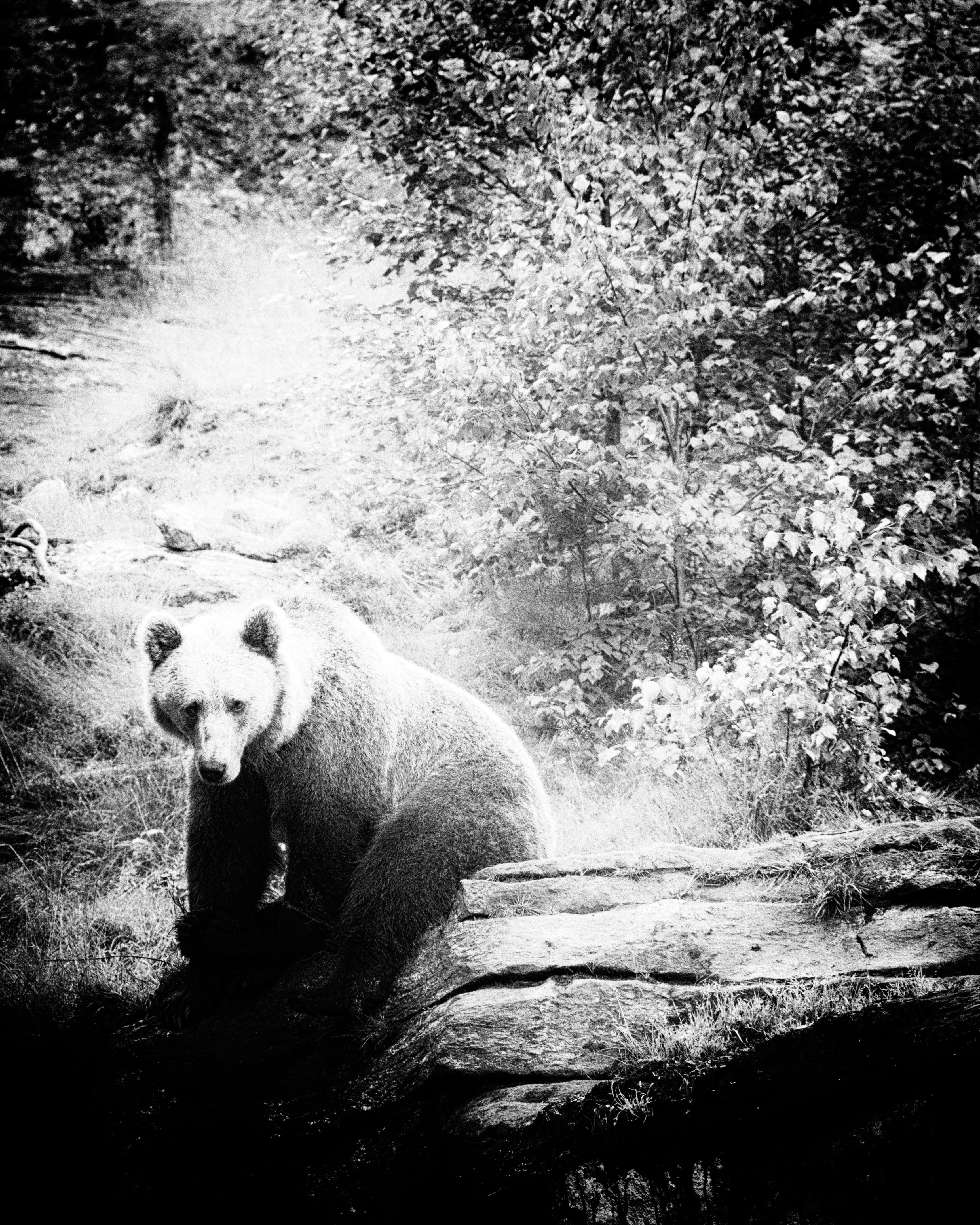 Brown Bear
