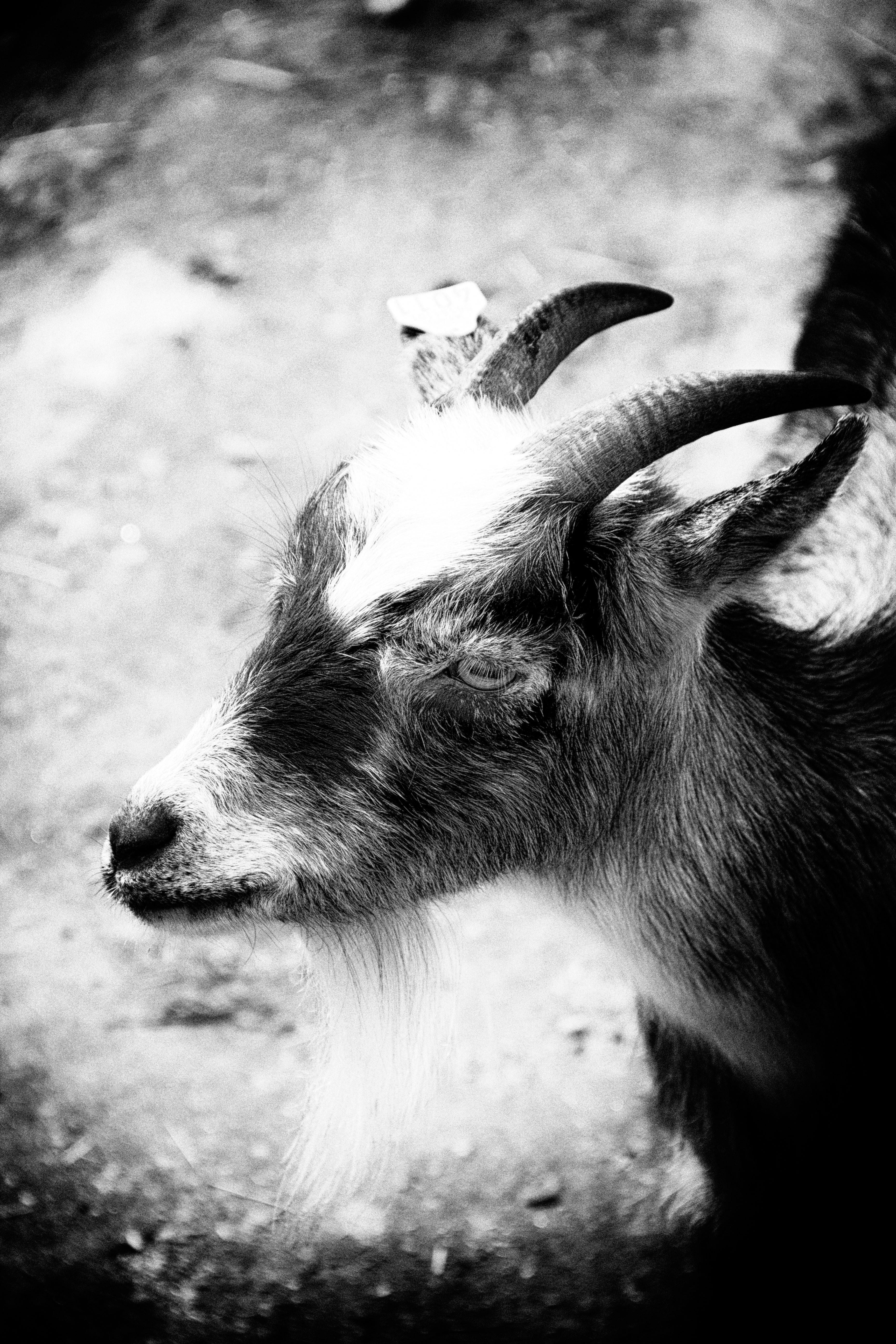 Goat
